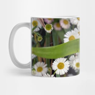 Daisies in Spring Mug